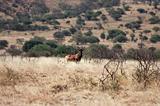 Ethiopia - Netch Sar Park - 75 - Swaynes Hartebeest